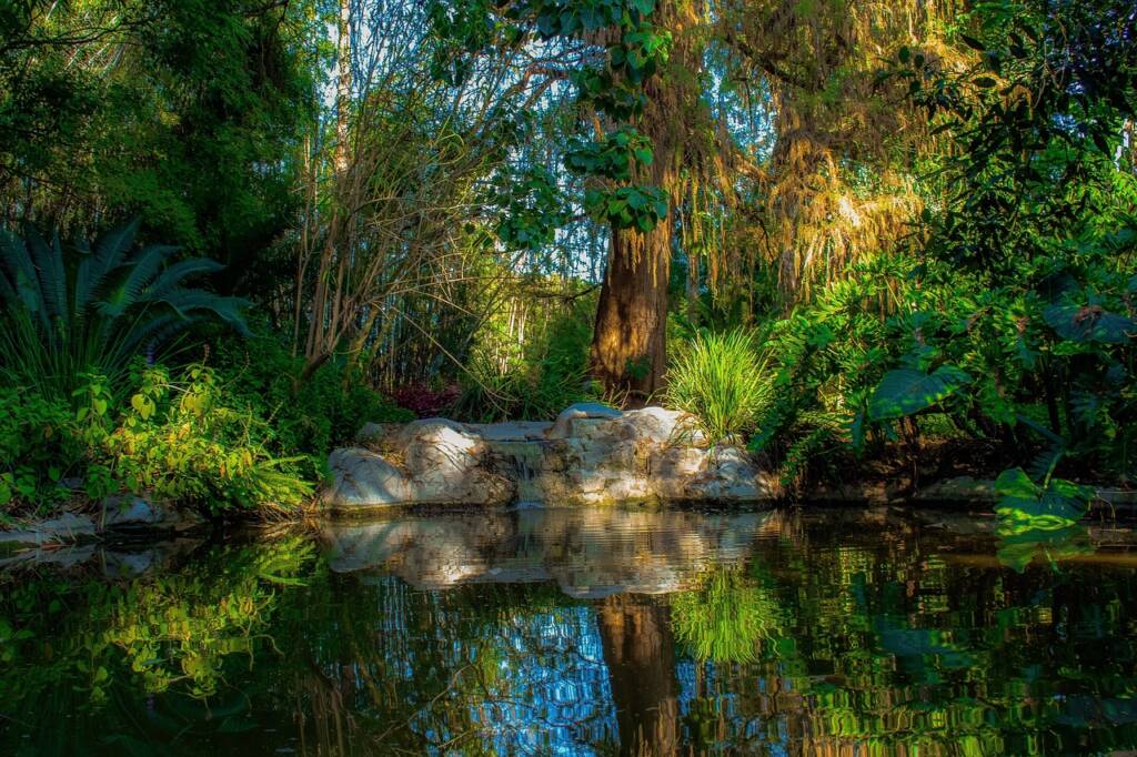 pond, peaceful, nature-4084339.jpg